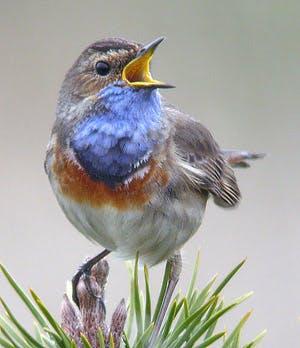 Turen naar vogelkuren © Julien