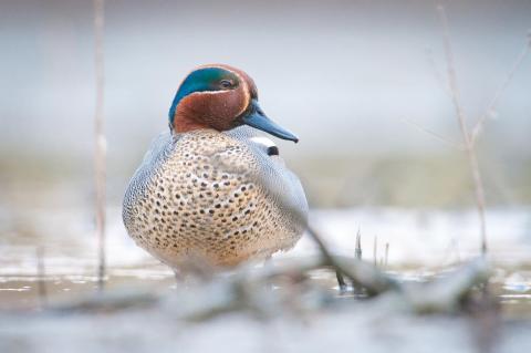 Turen naar Vogelkuren nieuwjaareditie © Natuurpunt