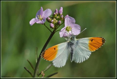 Pinksterbloemwandeling Vuilvoort © Natuurpunt