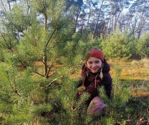 Zaag je eigen kerstboom © BC Landschap De Liereman