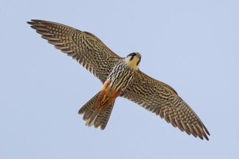 Turen naar Vogelkuren © waarnemingen.be - Wim Deloddere