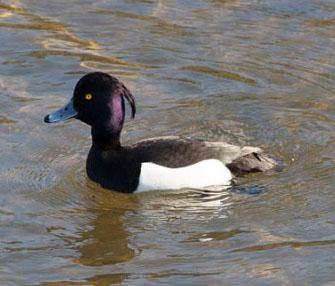 Turen naar Vogelkuren © Natuurpunt