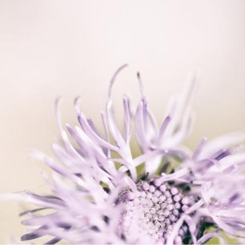 📷 𝑭𝒍𝒐𝒘𝒆𝒓 𝑾𝒊𝒔𝒅𝒐𝒎 - Wendy Leyten 💐 © Wendy Leyten