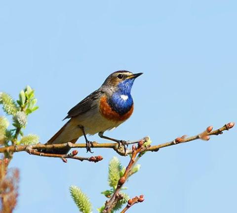 Turen naar Vogelkuren © Natuurpunt