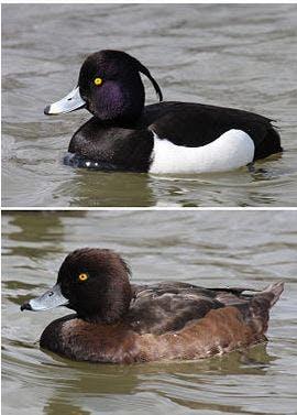 Excursie water en natuurbeheer © Julien