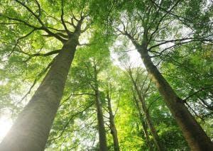 Bomen als airco’s en erfgoed © Eric De Jonge