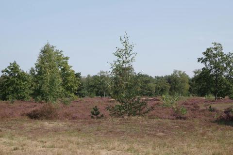 Kom Wandelen voor de Heide! © Natuurpunt