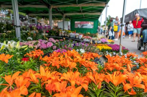 Dag van de Landbouw Herentals: Markt, Boerderijdieren & Gezinsplezier! © Herentalse marktvereniging
