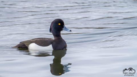 Turen naar Vogelkuren © Natuurpunt