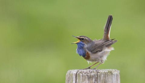Turen naar Vogelkuren © Wesley Poelman