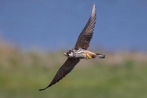 Turen naar Vogelkuren © waarnemingen.be - Marc Van Daele