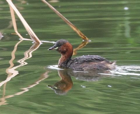 Turen naar Vogelkuren © Natuurpunt