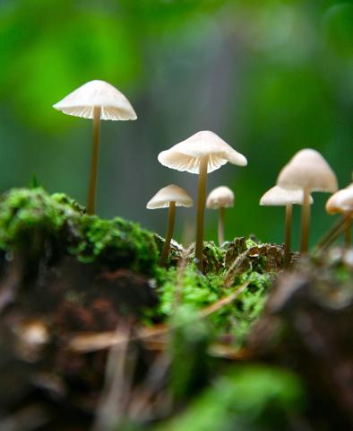 Kato Vermeire - Nature's Hidden World © Kato Vermeire