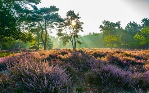 Wandelen op de heide © Landschap De Liereman