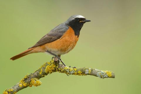 Vroege vogelwandeling met ontbijt © Luc Meert