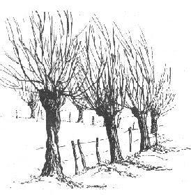 Bomen in de winter © Julien