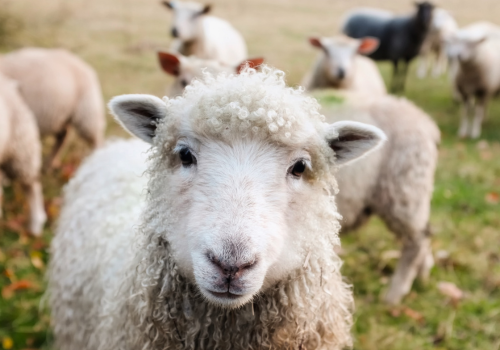 Schapen