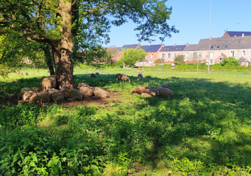 Schaapjes komen terug naar het Begijnhofpark