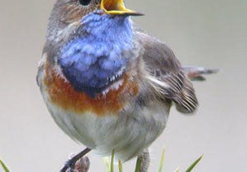Turen naar vogelkuren © Julien