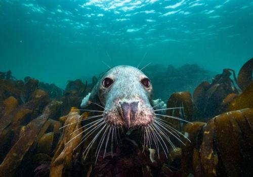 Film -  De wilde Noordzee (inleiding: bioloog Joeri Cortens) © De wilde Noordzee