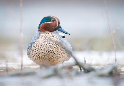 Turen naar Vogelkuren nieuwjaareditie © Natuurpunt