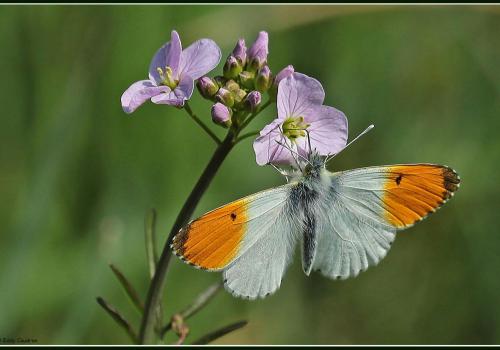 Pinksterbloemwandeling Vuilvoort © Natuurpunt Pinksterbloemwandeling Vuilvoort © Natuurpunt