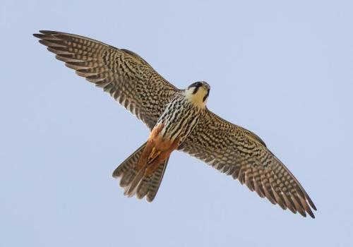 Turen naar Vogelkuren © waarnemingen.be - Wim Deloddere