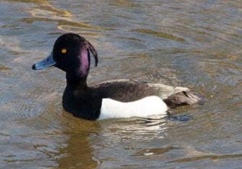 Turen naar Vogelkuren © Natuurpunt Turen naar Vogelkuren © Natuurpunt