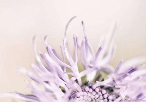 📷 𝑭𝒍𝒐𝒘𝒆𝒓 𝑾𝒊𝒔𝒅𝒐𝒎 - Wendy Leyten 💐 © Wendy Leyten
