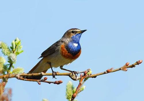 Turen naar Vogelkuren © Natuurpunt