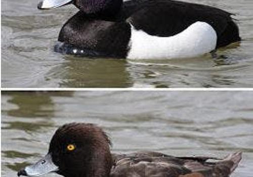 Excursie water en natuurbeheer © Julien Excursie water en natuurbeheer © Julien