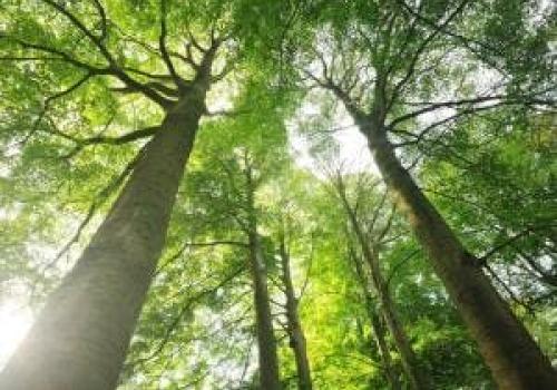 Bomen als airco’s en erfgoed © Eric De Jonge