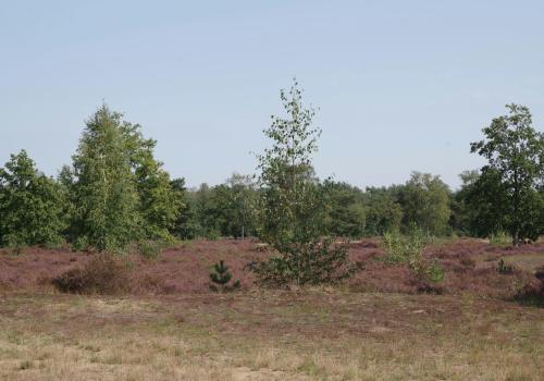 Kom Wandelen voor de Heide! © Natuurpunt Kom Wandelen voor de Heide! © Natuurpunt