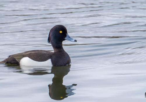 Turen naar Vogelkuren © Natuurpunt