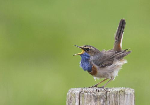 Turen naar Vogelkuren © Wesley Poelman