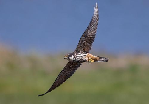 Turen naar Vogelkuren © waarnemingen.be - Marc Van Daele