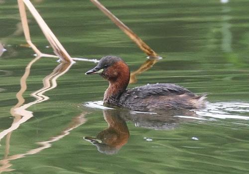 Turen naar Vogelkuren © Natuurpunt Turen naar Vogelkuren © Natuurpunt