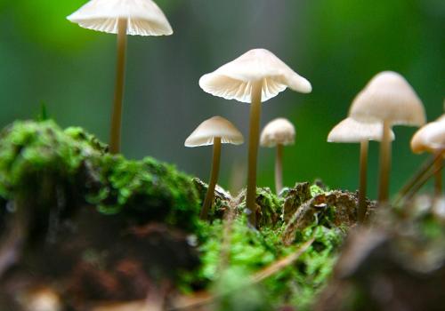 Kato Vermeire - Nature's Hidden World © Kato Vermeire