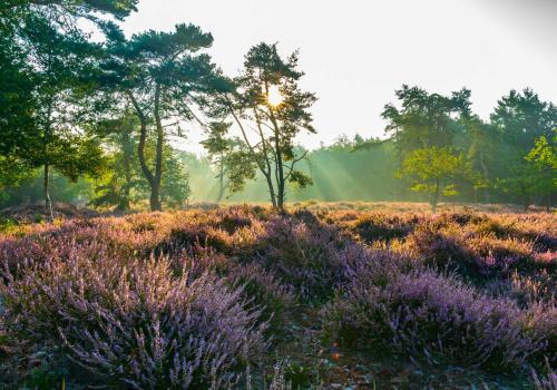Wandelen op de heide © Landschap De Liereman
