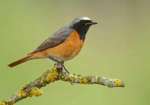Vroege vogelwandeling met ontbijt © Luc Meert Vroege vogelwandeling met ontbijt © Luc Meert