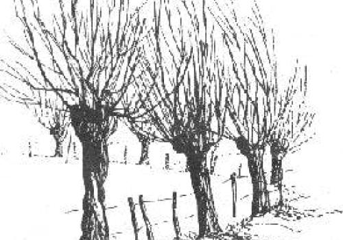 Bomen in de winter © Julien