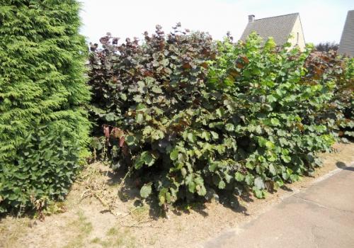 Groenonderhoud