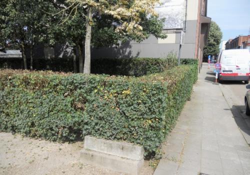 Groenonderhoud
