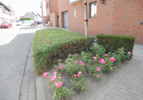 Groenonderhoud