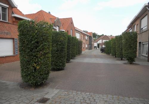 Groenonderhoud