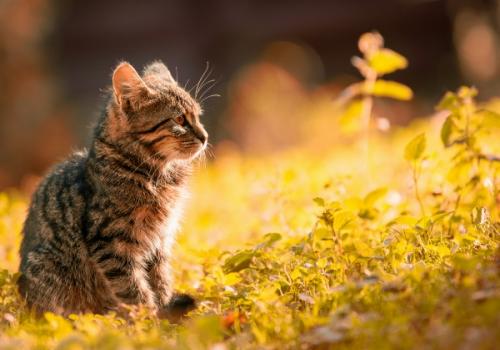 Zwerfkatten in de buurt? Meld het aan de stad!