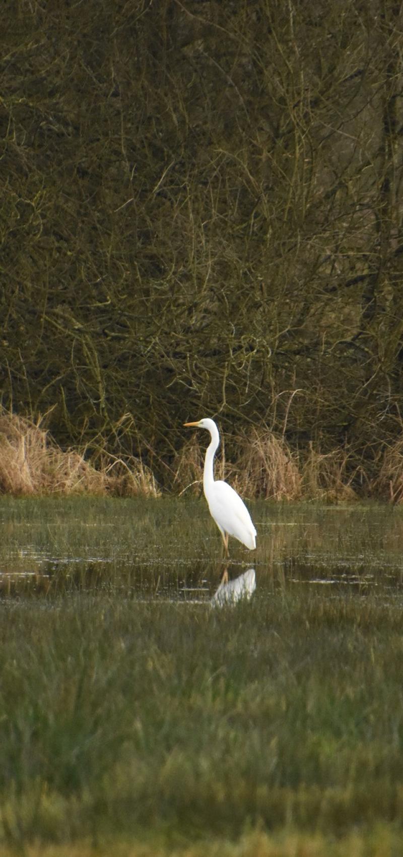 Foto: Bart van den Bossche