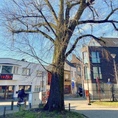 Boom op parkeerterrein Stadspark wordt geveld