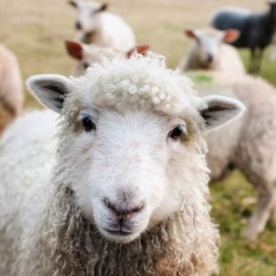 Schapen